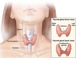 Операции на щитовидной железе в Израиле